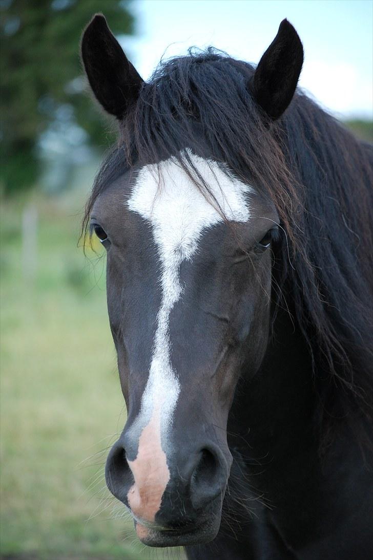 Welsh Cob (sec D) Valhallas Evita - Super skønt hoved :) billede 5