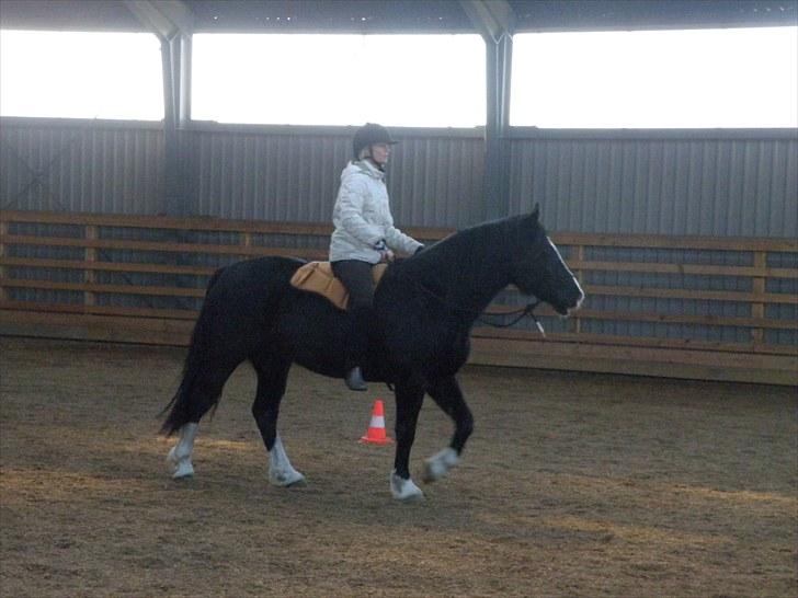 Welsh Cob (sec D) Valhallas Evita - Sidste vinter på kursus med Yte Lehmann - hvor vi bare nyder det. billede 7