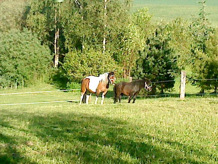 Anden særlig race Rosalia billede 1