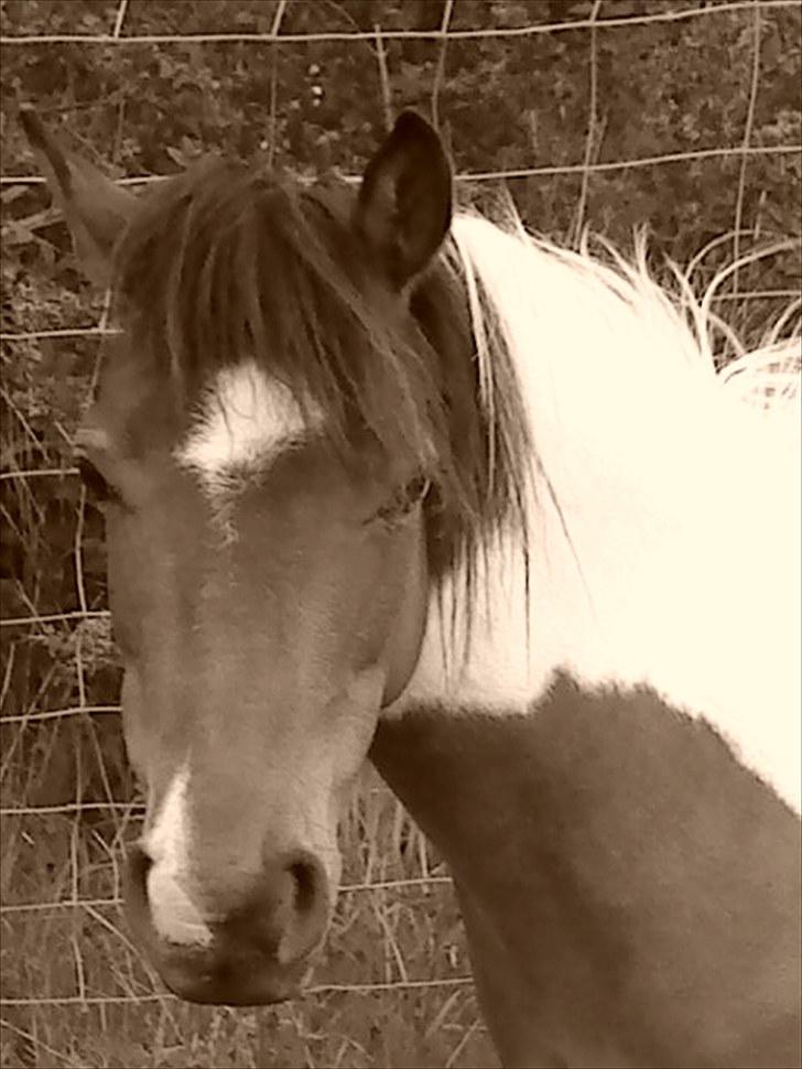 Anden særlig race Rosalia billede 2