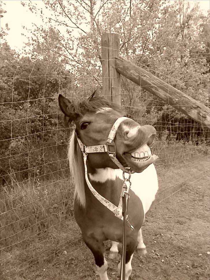 Anden særlig race Rosalia billede 3