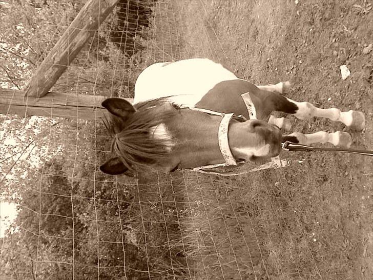 Anden særlig race Rosalia billede 4