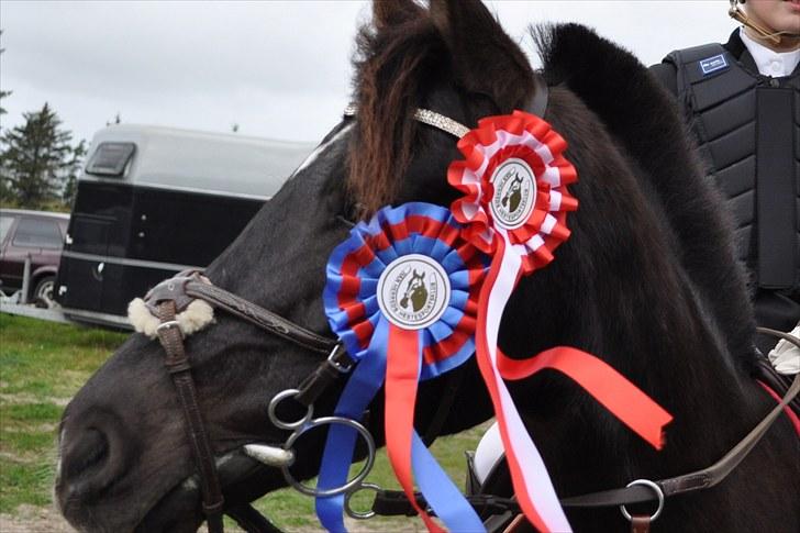 DSP Siverholms Mille - PRÆMIEPONY! :D<333 billede 7