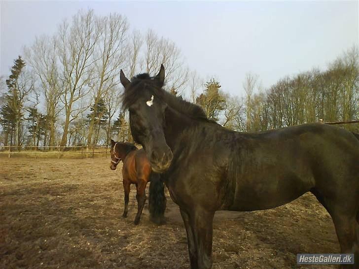 DSP Siverholms Mille - Gammel foldbillede :) billede 8