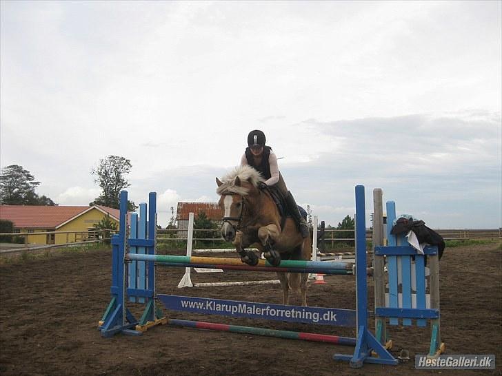 Haflinger Herkules*solgt&savnet* "2x KLUBMESTER 2010!" - 115 cm. billede 19