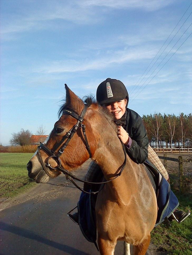 Welsh Pony af Cob-type (sec C) Polly Crown  R.I.P :'( <3 - Det var os to lige til det sidste! <3 :´(.  JEGSAVNERDIG! <3 billede 19