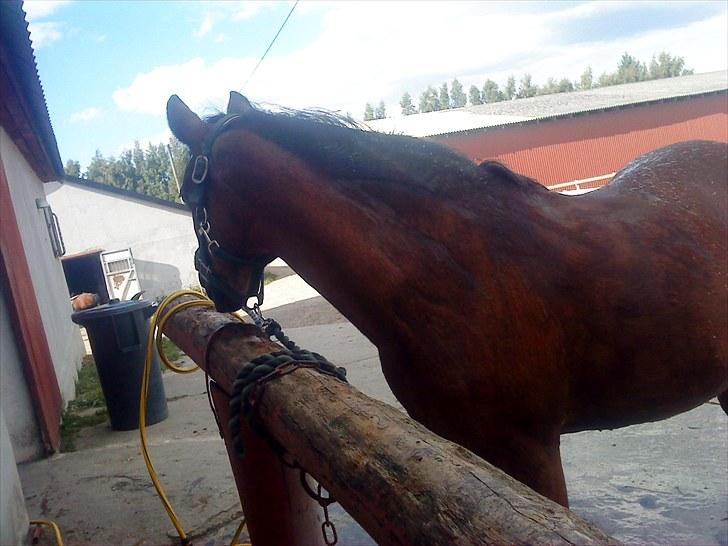 Welsh Pony af Cob-type (sec C) Polly Crown  R.I.P :'( <3 - Verdens bedste pony! <3 :´(.   Farvel min stjerne, min sol, min bedsteven, mit et&alt ..   Jeg vil altid elske dig! :´( <3...   Hvil i fred 28.10.2010! <3 :´( billede 20