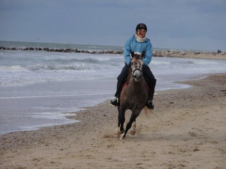 Anden særlig race Destiny* Dessa*  - mig og Destiny på strandtur på blåvand strand :D - Kom dog ikke i vandet denne gang, det var lidt for koldt! men jeg håber vi får flere ture også nogen næste sommer hvor det forhåbenlig bliver lidt tidligere på året det denne gana ;D!! Love you<33 billede 19