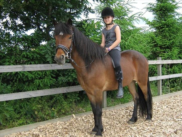 Islænder Rebel Star *SOLGT* - Emily & Rebel Star billede 1