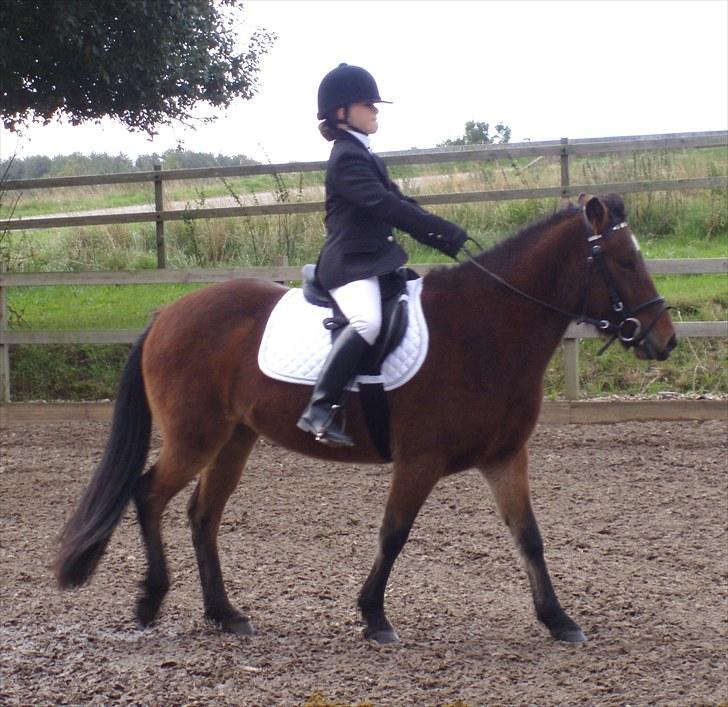 Islænder Rebel Star *SOLGT* - Min 1. LD1 = 1. plads:-D billede 2