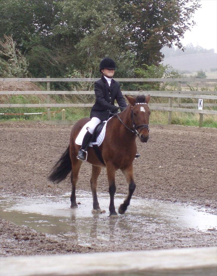 Islænder Rebel Star *SOLGT* - Min 1. LD2 = 2. plads :-D billede 3