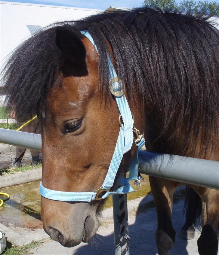 Islænder Rebel Star *SOLGT* - Køn pony billede 4