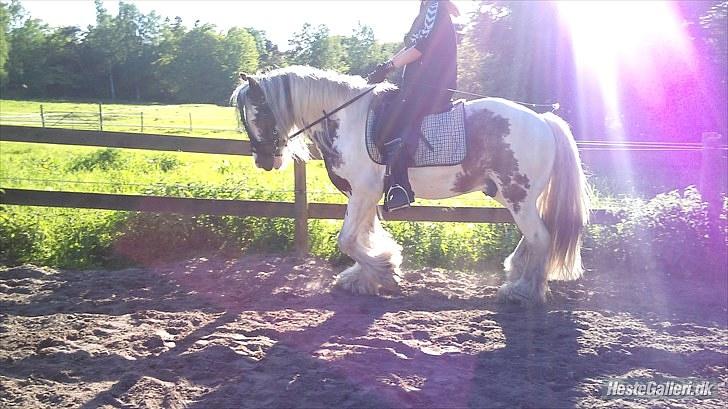 Irish Cob Billy the kid :) billede 6