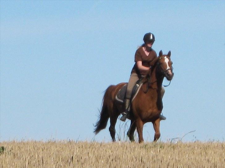 Anden særlig race Corrado - co. og jeg galopere på stumpmarkerne billede 15