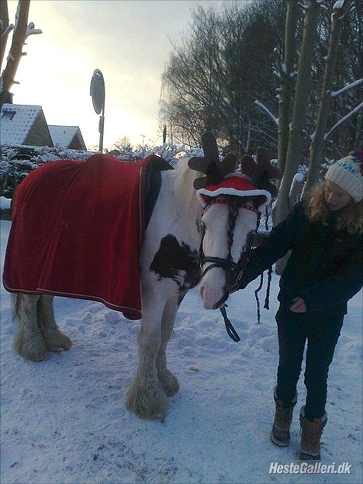 Irish Cob Billy the kid :) billede 7