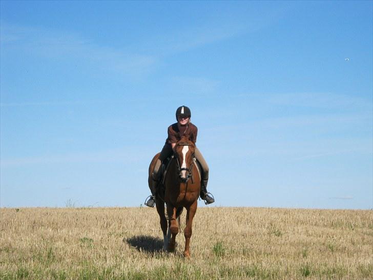 Anden særlig race Corrado - vi galopere på stumpmarkerne billede 7