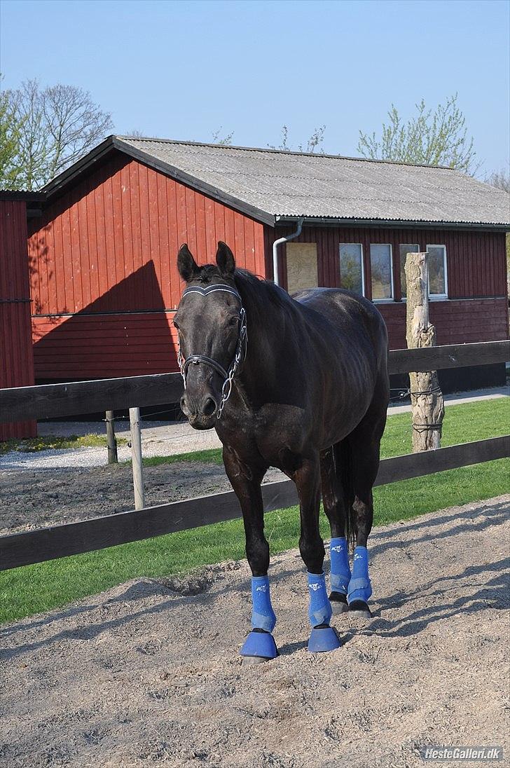 Traver Top Gun billede 8