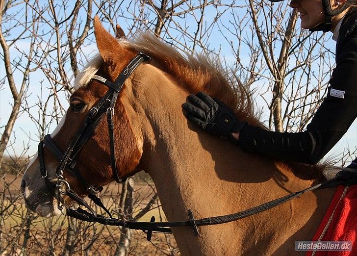 Anden særlig race SAKSKÆRS COMET II - I never wanted you to leave.. I wanted you to stay here holding me billede 16