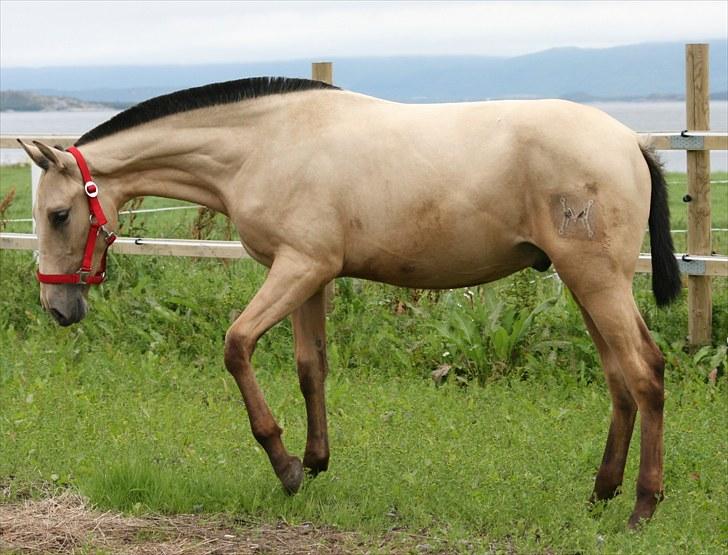 Pura Raza Española Farruco PM billede 5