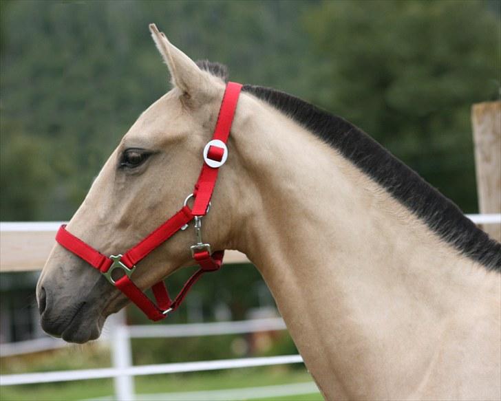 Pura Raza Española Farruco PM billede 6