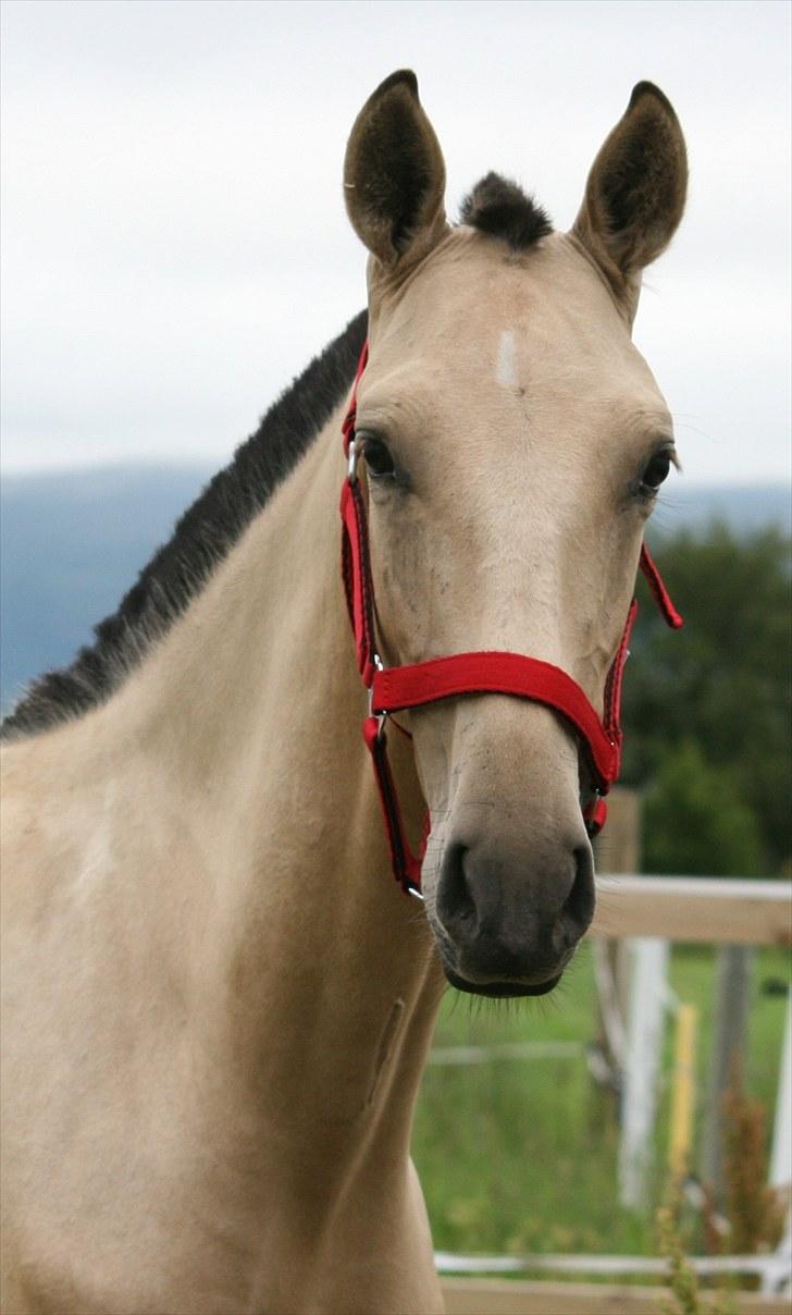 Pura Raza Española Farruco PM billede 7