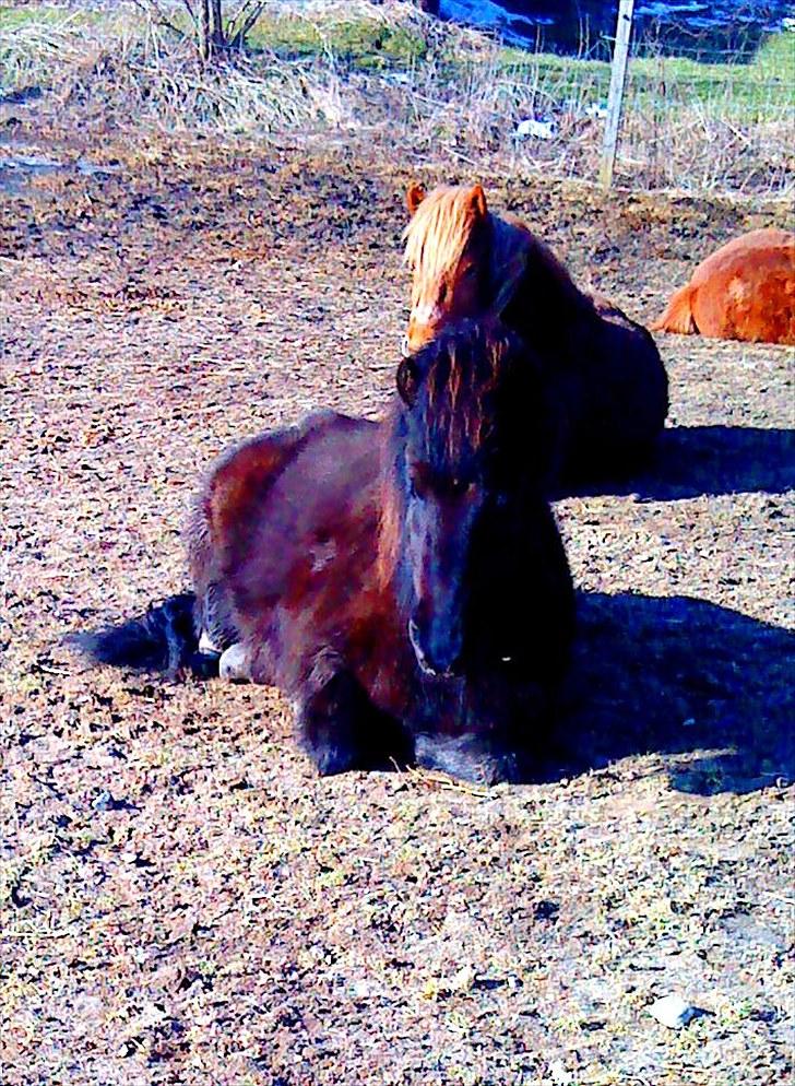 Islænder Enok fra Freersvang  - her ligger enok-trolden og for lidt varme i solen:) billede 6