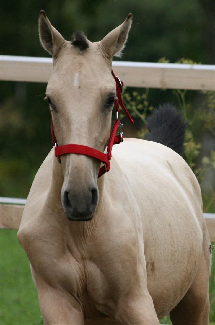 Pura Raza Española Farruco PM billede 8