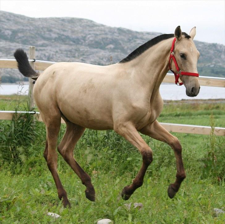 Pura Raza Española Farruco PM billede 9