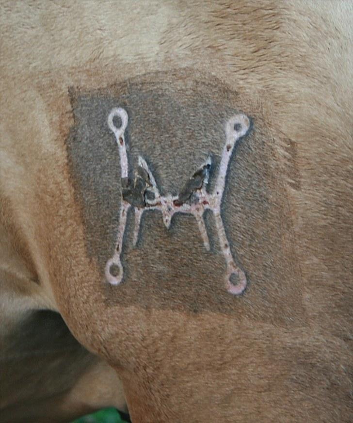 Pura Raza Española Farruco PM - Ferskt frysemerke billede 10