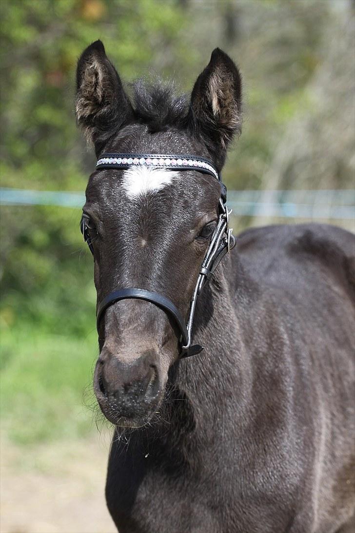 Oldenborg Pandora Noir billede 15