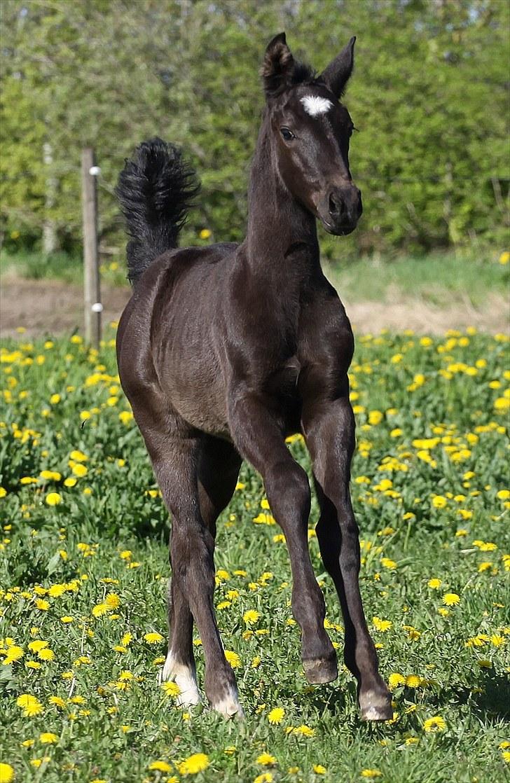 Oldenborg Pandora Noir billede 16