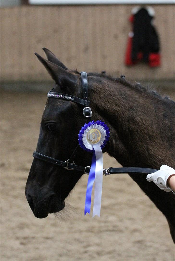 Oldenborg Pandora Noir billede 17