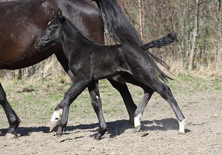 Oldenborg Pandora Noir billede 18