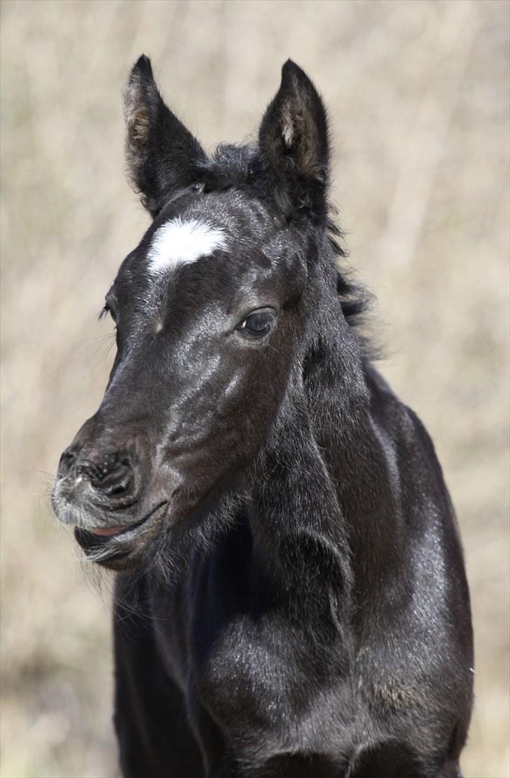 Oldenborg Pandora Noir billede 19