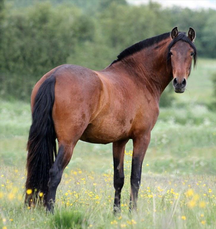 Pura Raza Española Señorita XCIX - 2 år billede 9