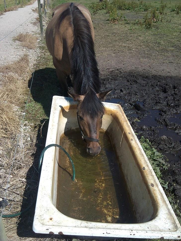 Konik Polski Lava - efter en lang ridetime er jeg godt nok tørstig billede 2