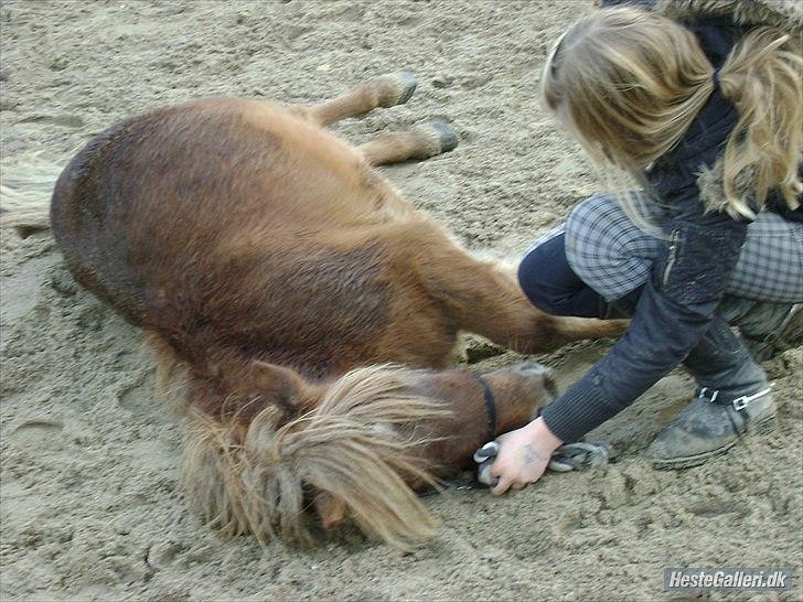 Shetlænder Frederik billede 18