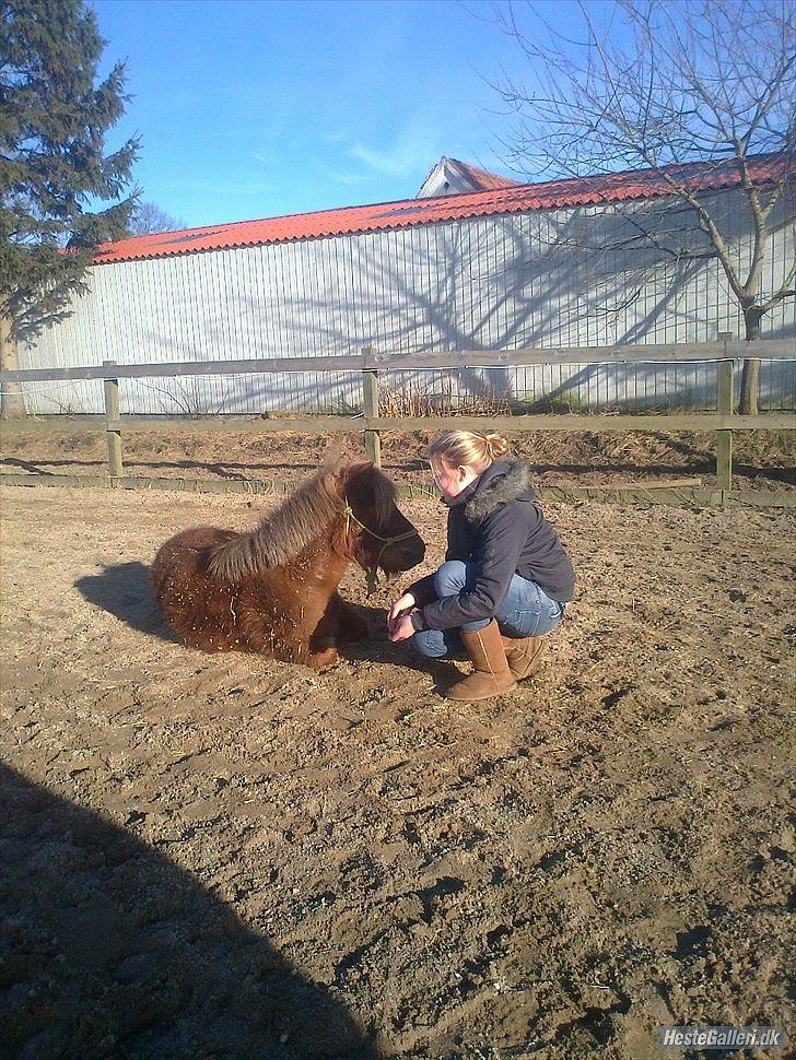 Shetlænder Frederik billede 20