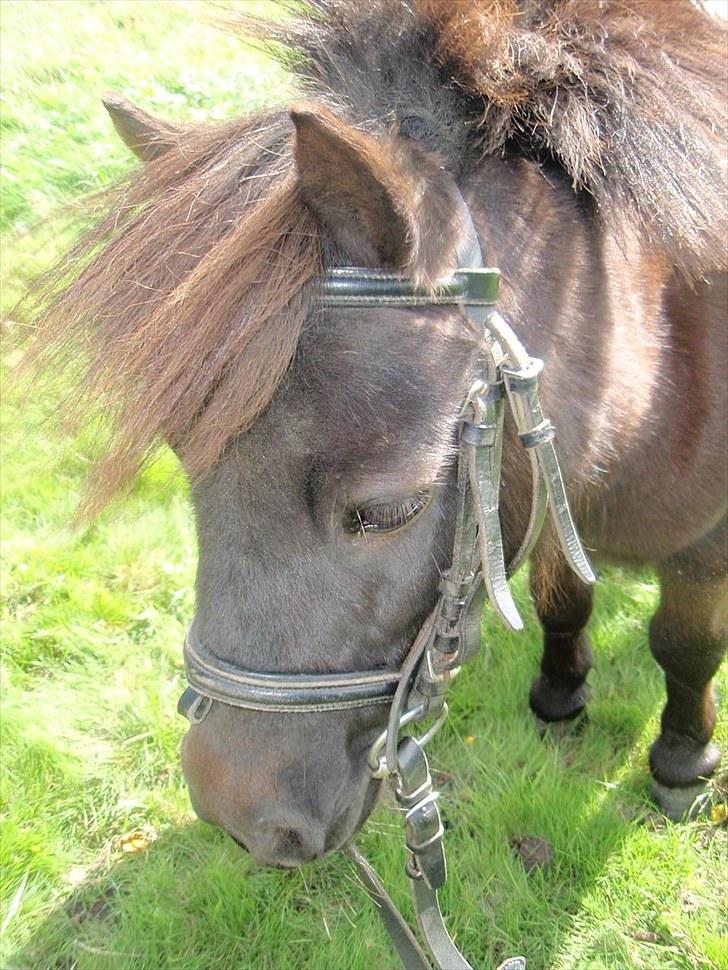 Shetlænder Lukas  billede 12