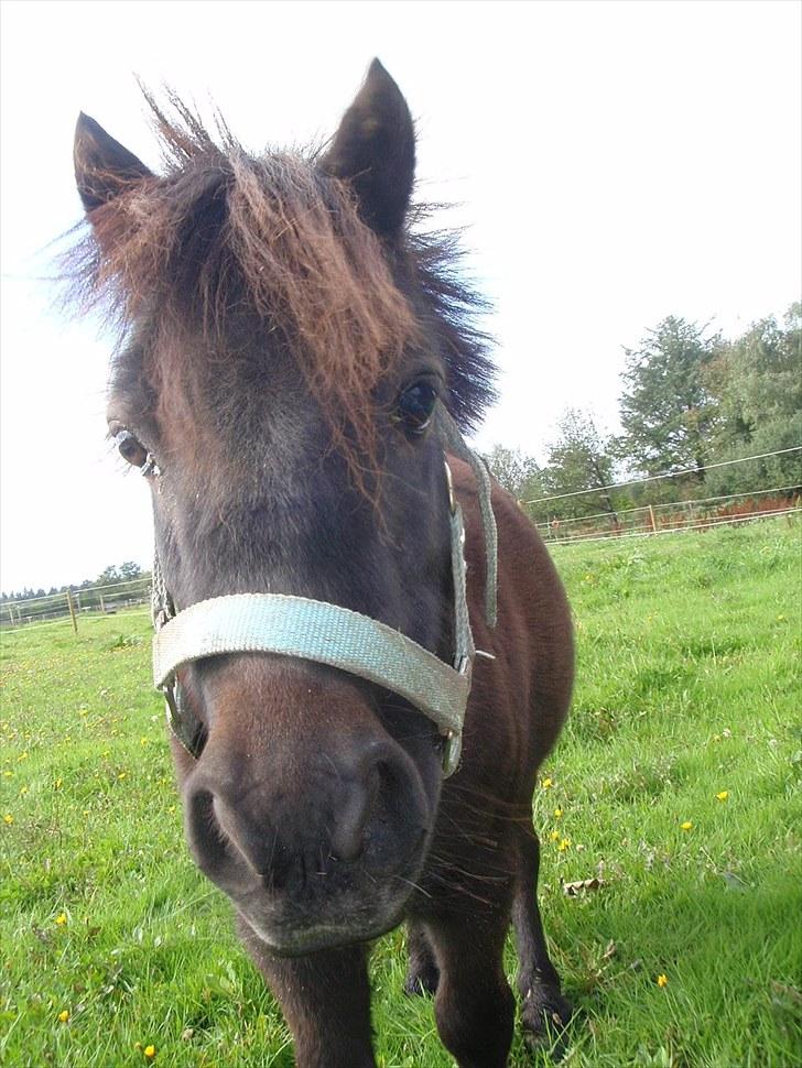 Shetlænder Lukas  billede 13