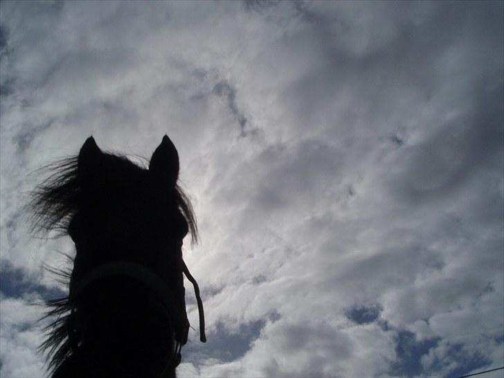 Shetlænder Lukas  billede 14