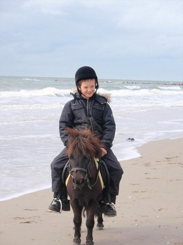 Shetlænder Lukas  billede 16