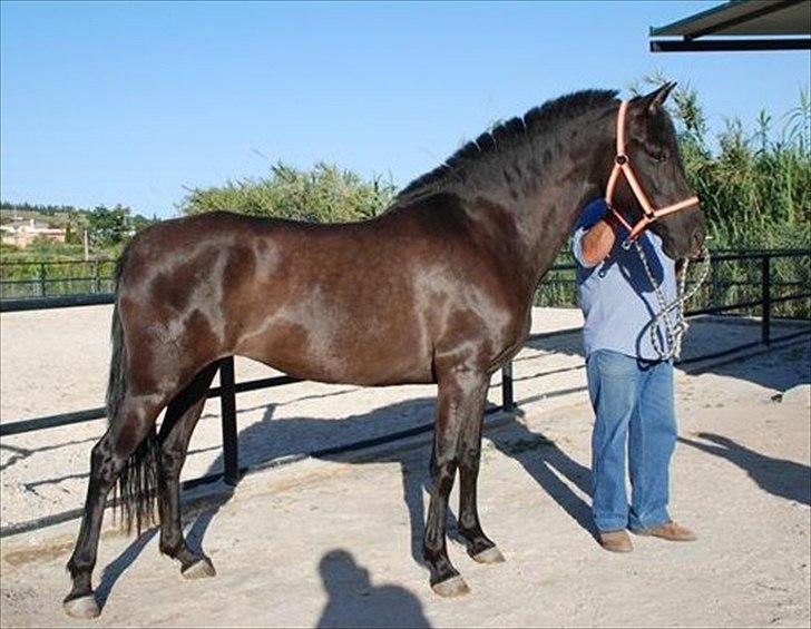 Pura Raza Española Andromeda VIII - Andromeda på hingstestationen i Spanien.
Juni 2010 billede 4