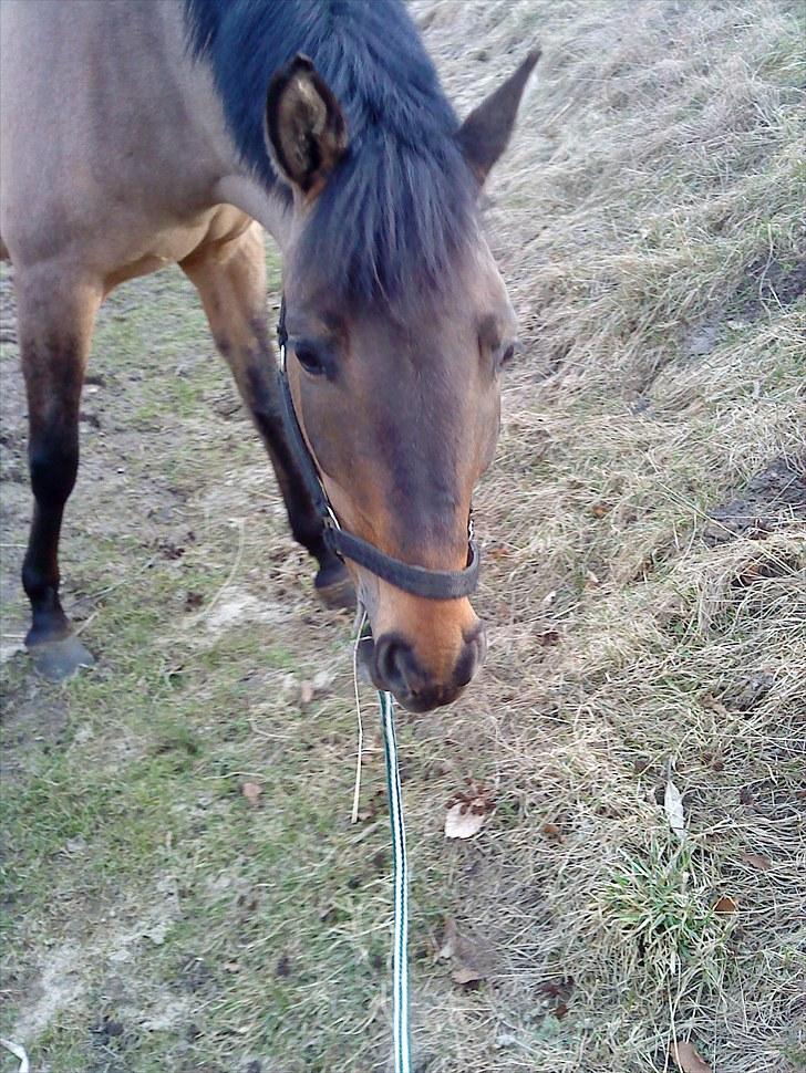 Konik Polski Lava - skal vi ind nu billede 5