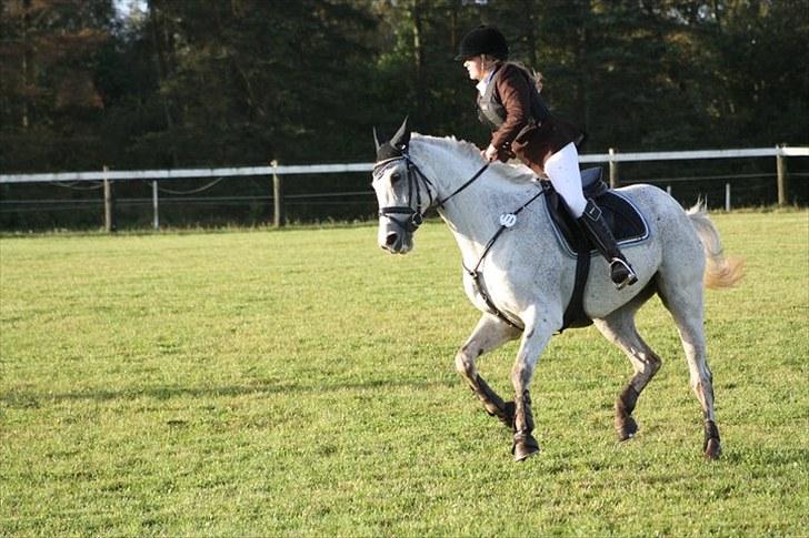 Fuldblod (XX) Silver Instinct (Olli)  - Du kan alt :). Foto : anita rasmussen billede 11