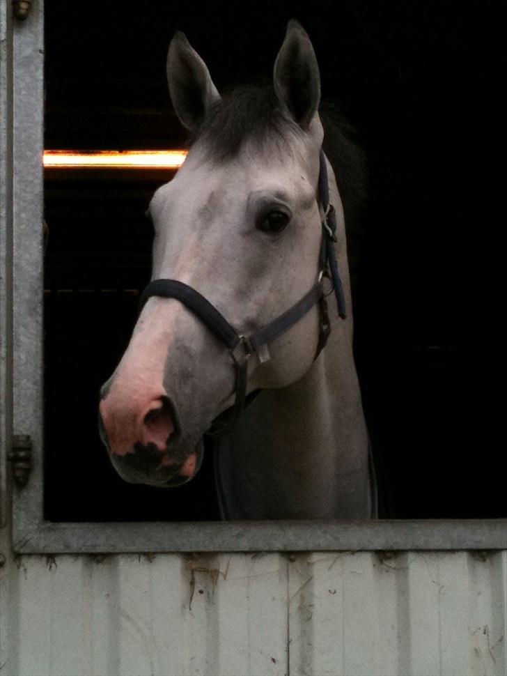 Holstener Carnudo - hej, jeg er sød. billede 5