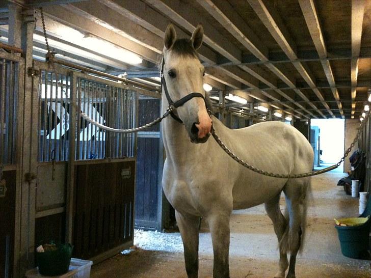 Holstener Carnudo billede 6