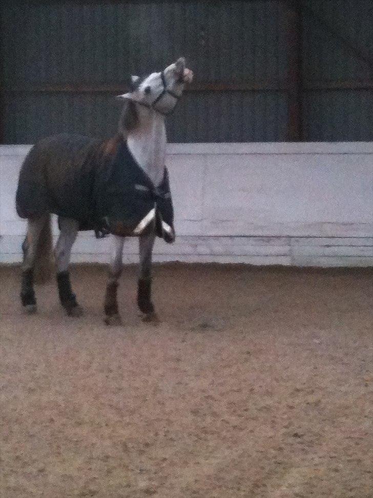 Holstener Carnudo billede 7