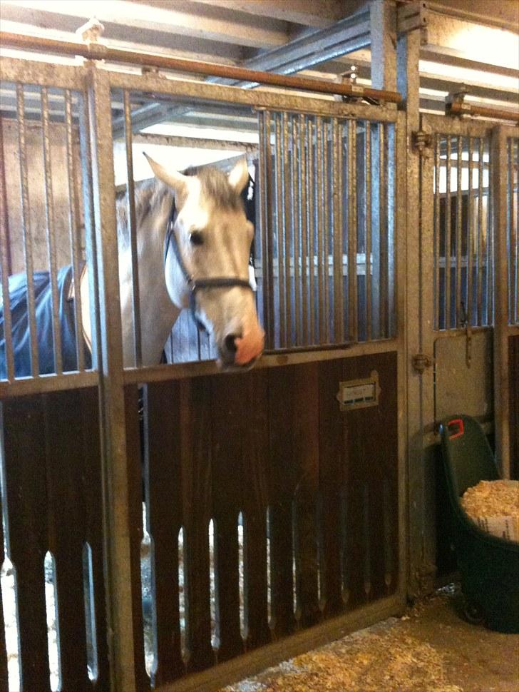 Holstener Carnudo billede 8