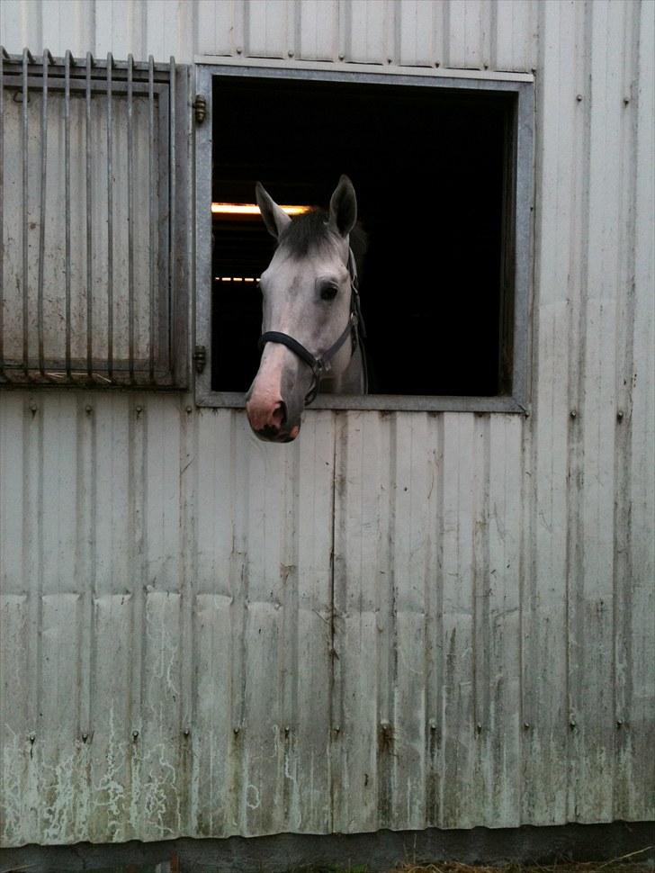 Holstener Carnudo billede 9